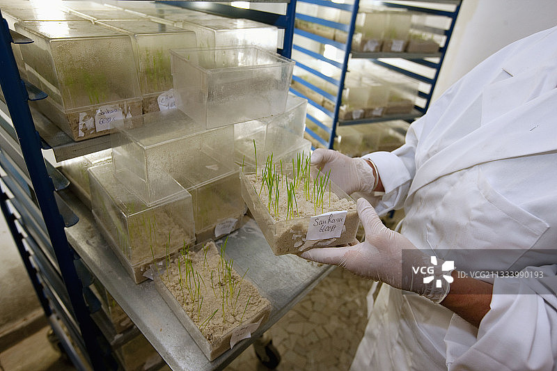 萌发试验的测试样品监控图片素材