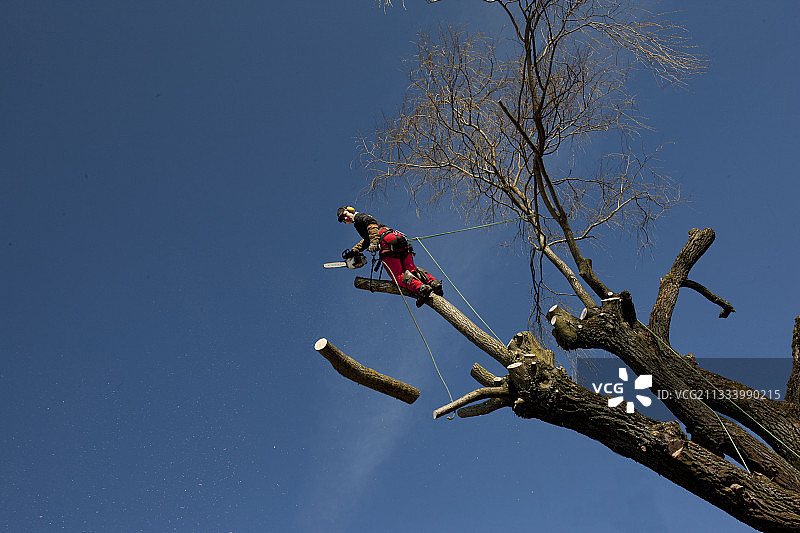 法国修剪垂柳图片素材