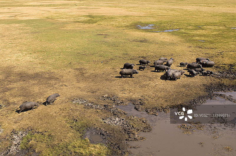 赞比亚卡富埃国家公园布桑加平原的河马图片素材