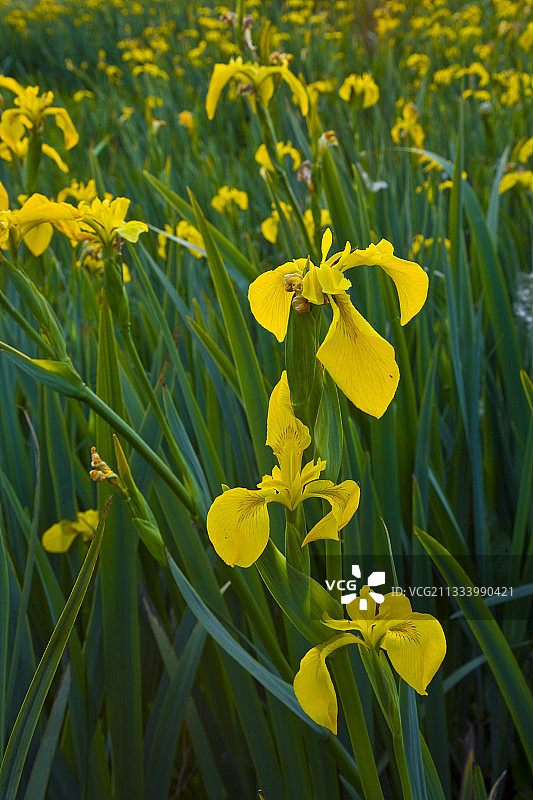西班牙韦尔瓦省的鸢尾花图片素材
