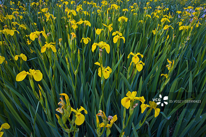 西班牙韦尔瓦省的鸢尾花图片素材