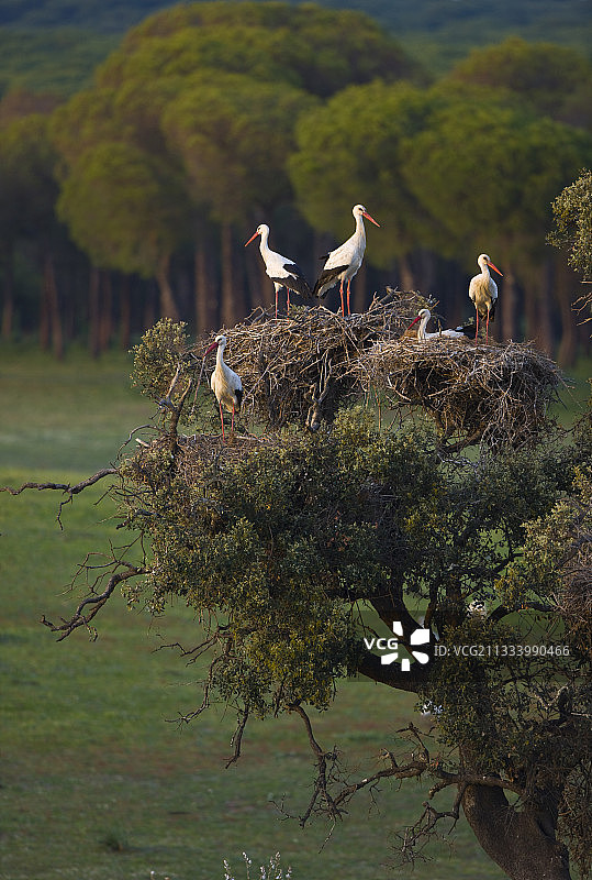 西班牙安达卢西亚树上的白鹳图片素材