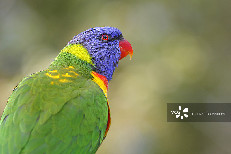 澳大利亚彩虹鹦鹉肖像图片素材