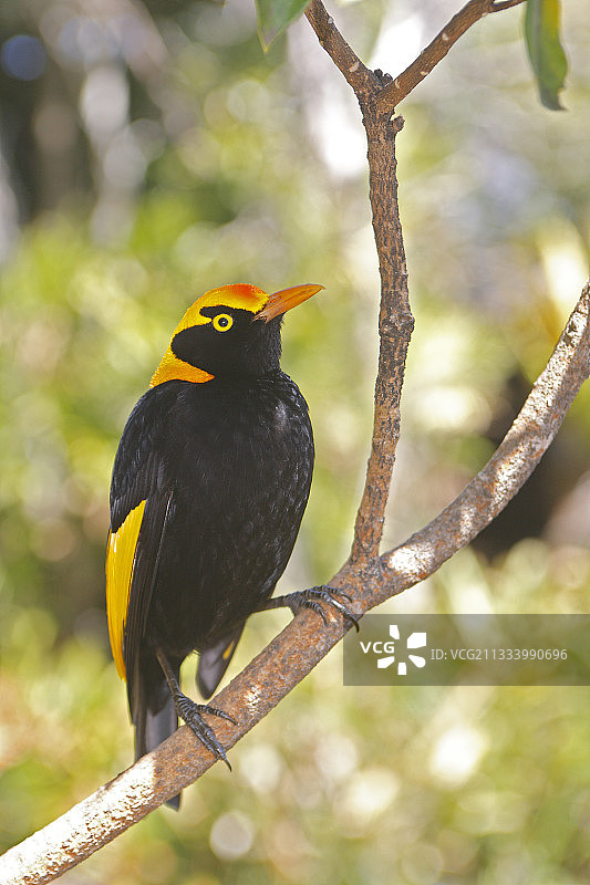 澳大利亚的华丽军舰鸟站在树枝上图片素材