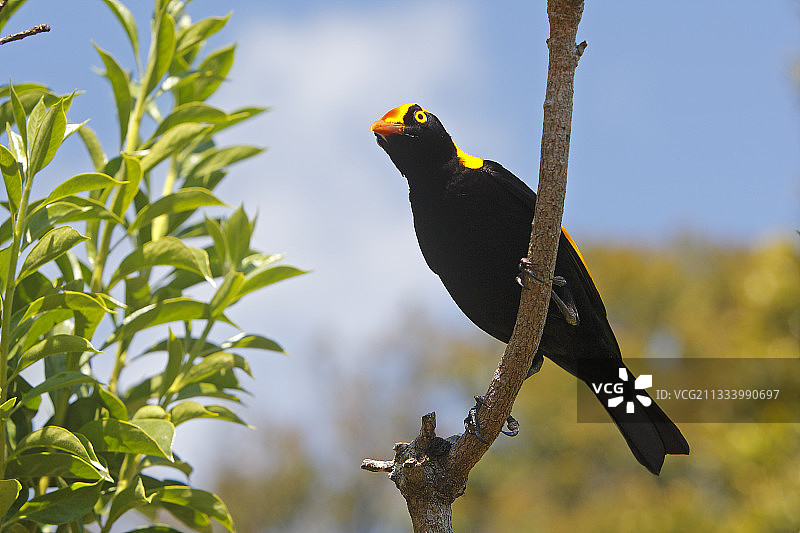 澳大利亚的华丽军舰鸟站在树枝上图片素材