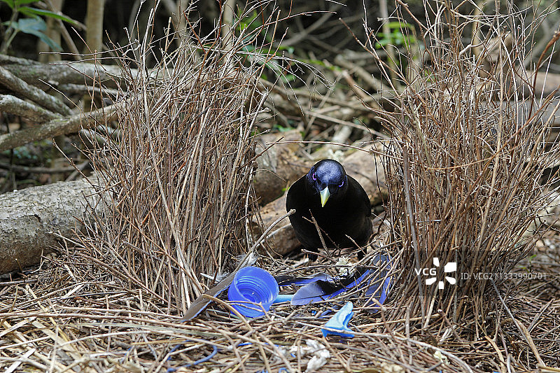 澳大利亚缎蓝园丁鸟巢穴图片素材