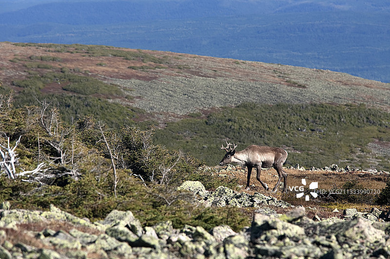 雄性林地驯鹿，魁北克加斯佩地区雅克·卡蒂埃山图片素材