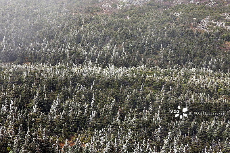 高海拔地区，这些矮小的树木也被称为克鲁姆霍尔茨。图片素材
