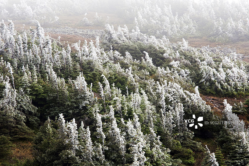 高海拔地区，这些矮小的树木也被称为克鲁姆霍尔茨。图片素材
