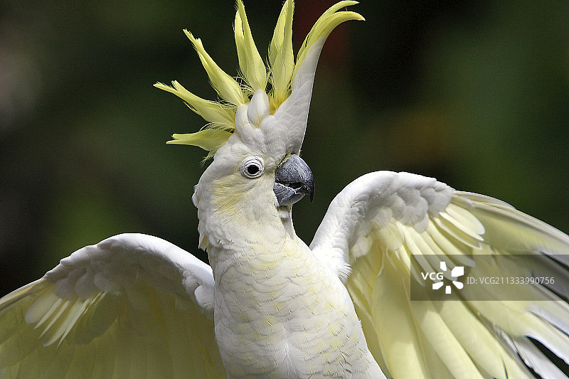 澳大利亚葵花凤头鹦鹉肖像图片素材