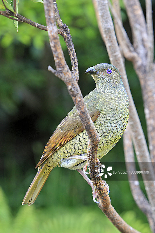 澳大利亚雷明顿国家公园树枝上的缎蓝园丁鸟图片素材