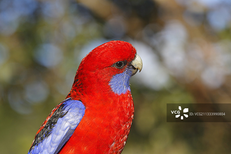 澳大利亚拉明顿国家公园的深红玫瑰鹦鹉肖像图片素材