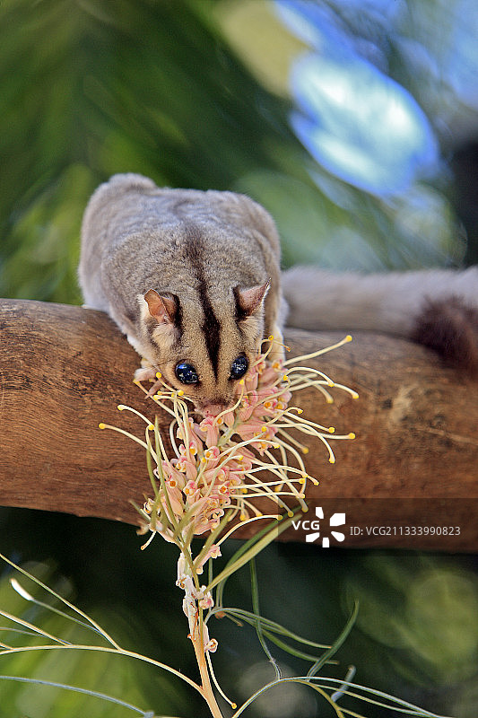澳洲蜜袋鼯正在吃花图片素材