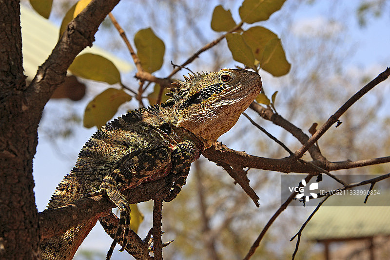 澳洲树干上的博伊德森林龙图片素材