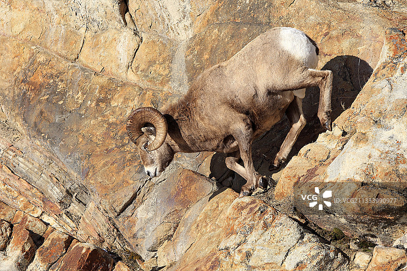 加拿大贾斯珀国家公园岩石上的野山羊图片素材