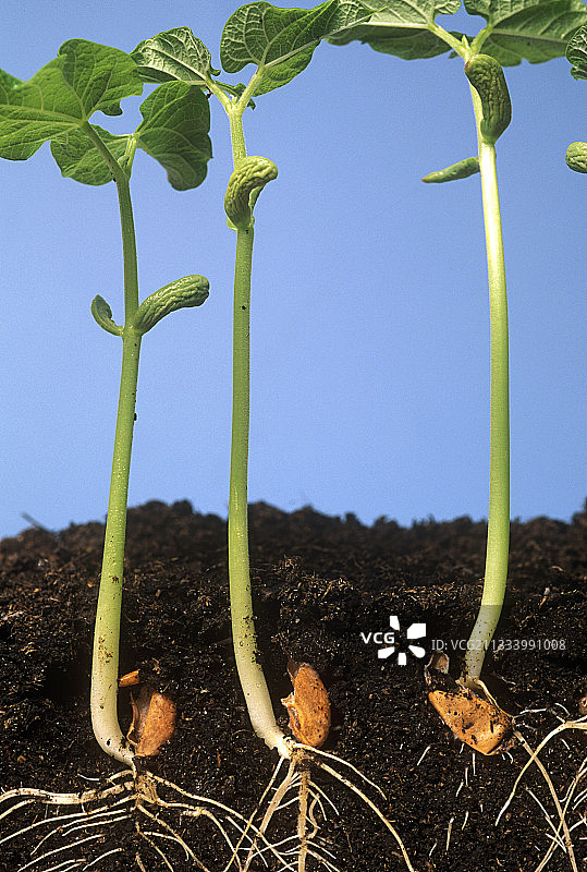 带翅膀的青豆“Contender”发芽图片素材