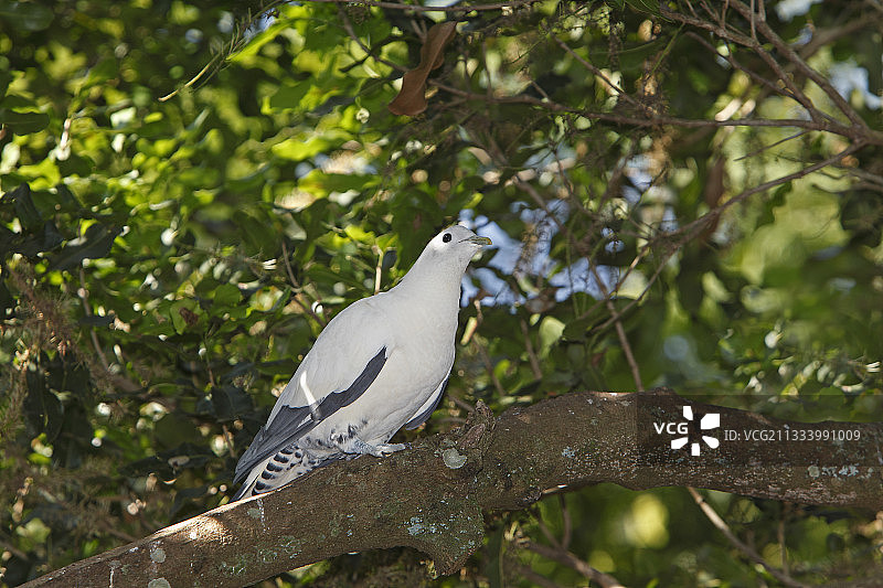 斑皇鸠栖息在澳大利亚的树枝上图片素材