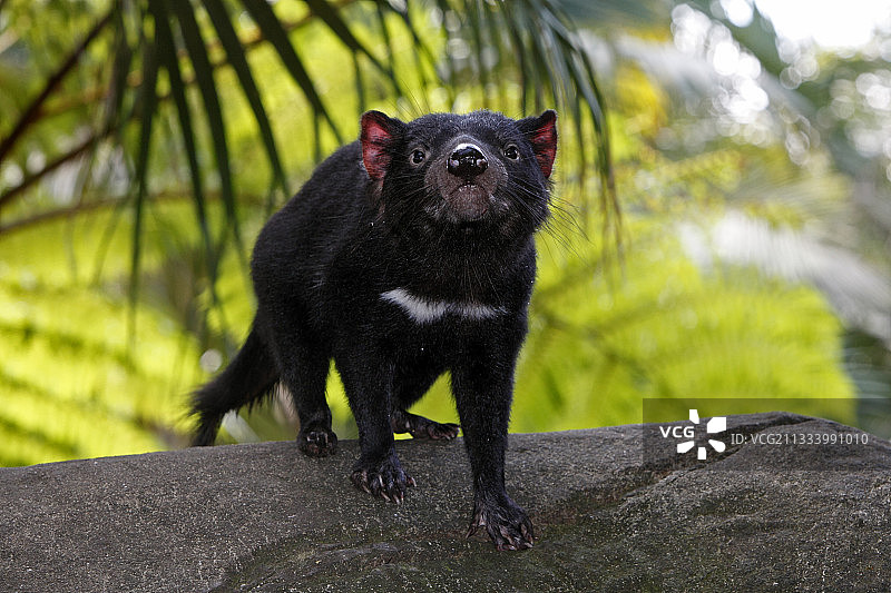 澳大利亚塔斯马尼亚恶魔画像图片素材