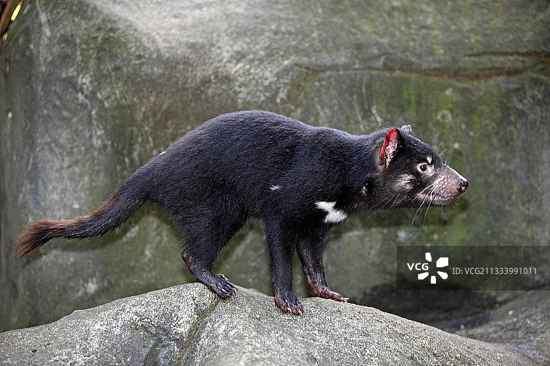 岩石上的袋獾，澳大利亚图片素材