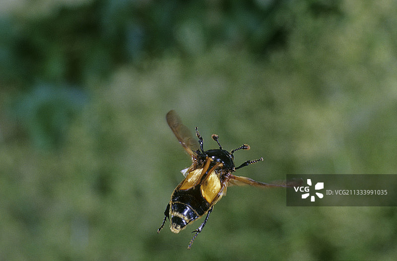 法国奥弗涅埋葬甲虫飞行图片素材