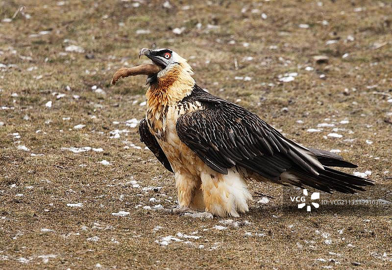 胡兀鹫吞咽山羊腿（西班牙）图片素材