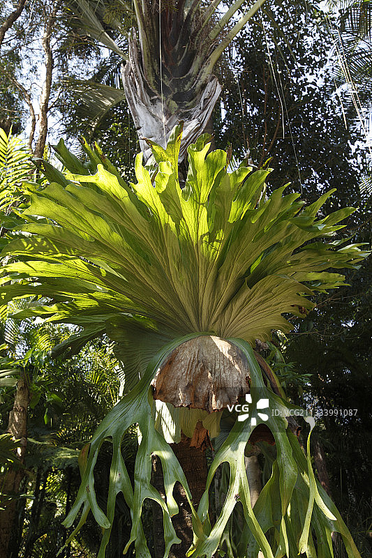 澳洲鹿角蕨图片素材