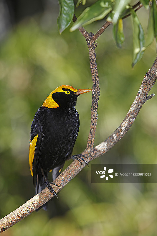 澳大利亚的华丽军舰鸟站在树枝上图片素材