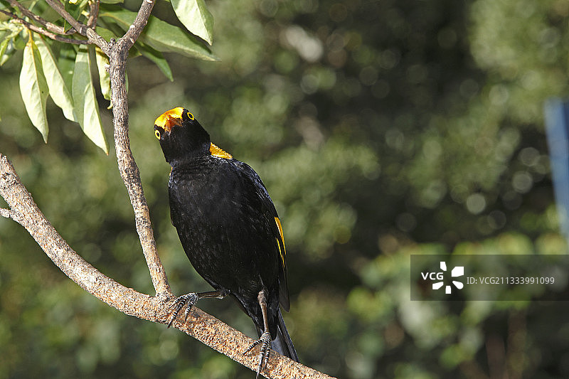 澳大利亚的华丽军舰鸟站在树枝上图片素材