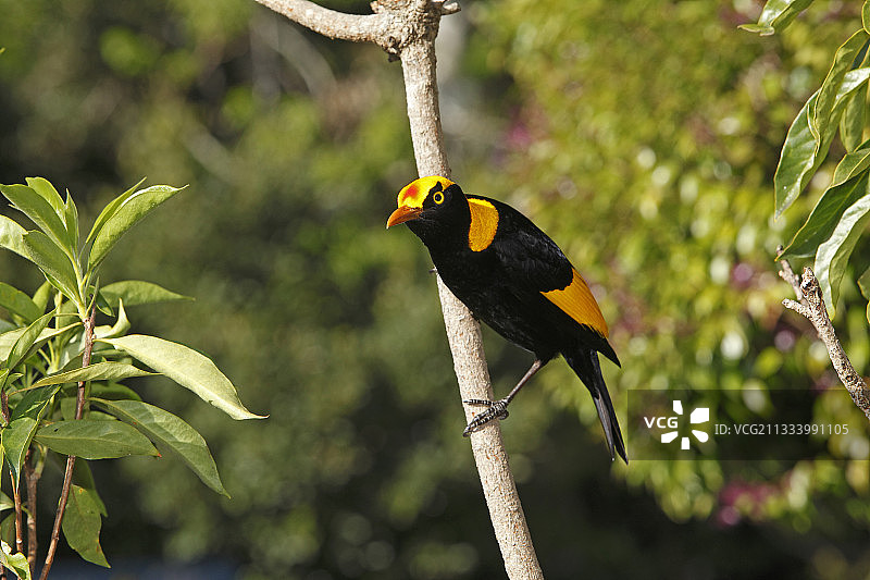 澳大利亚的华丽军舰鸟站在树枝上图片素材