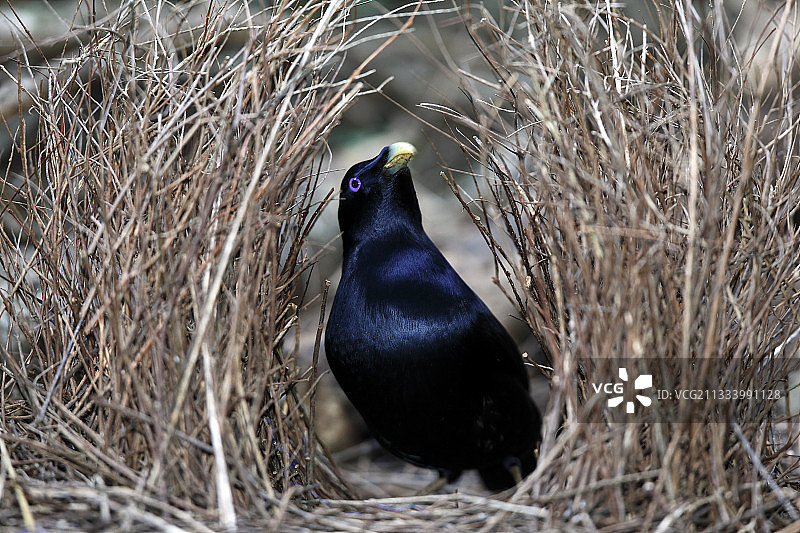 澳大利亚雄性缎蓝亭鸟在他的巢穴里图片素材