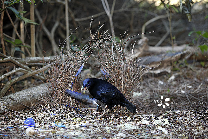 雄性缎蓝园丁鸟在澳大利亚筑巢图片素材