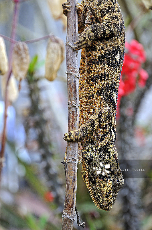 马达加斯加奥斯特莱变色龙图片素材