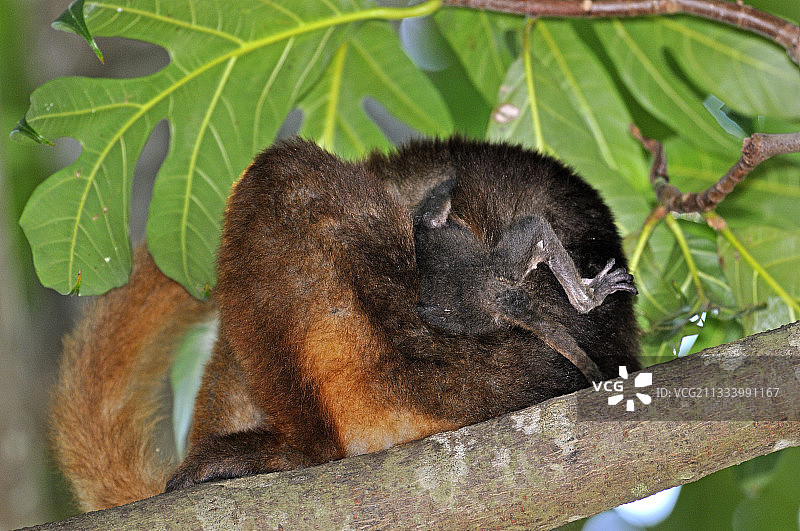 马达加斯加树枝上的雌性指猴和幼崽图片素材