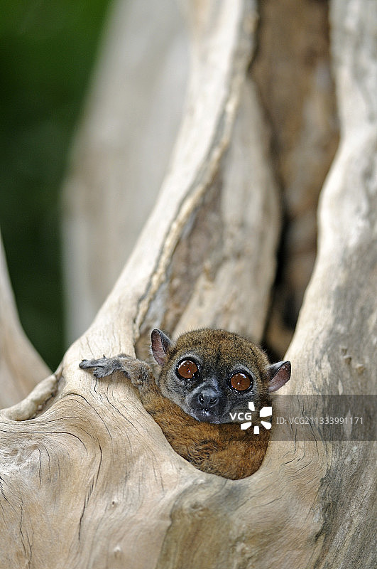 马达加斯加岛上的狐猴图片素材