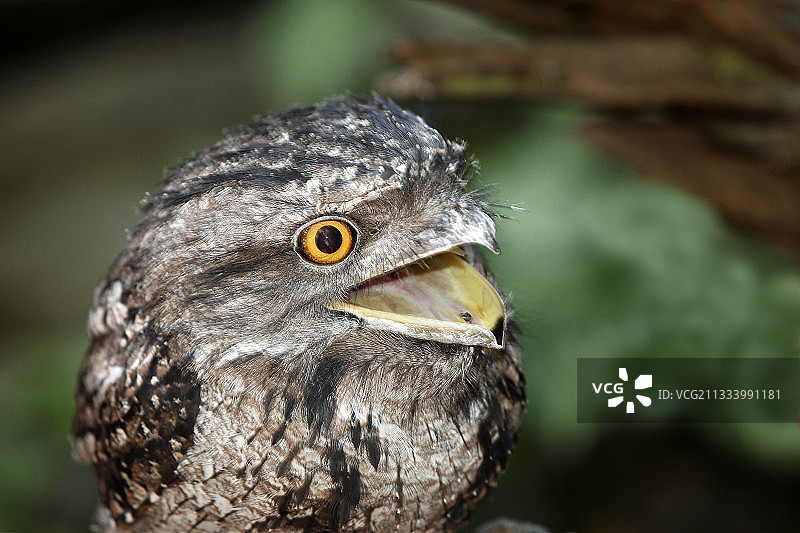 澳大利亚丹特里国家公园茶色蟆口鸱图片素材