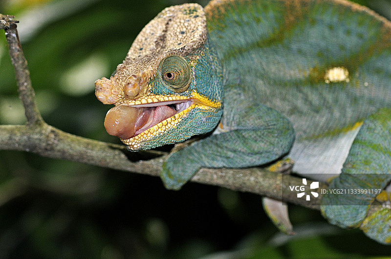 变色龙准备捕食（马达加斯加）图片素材