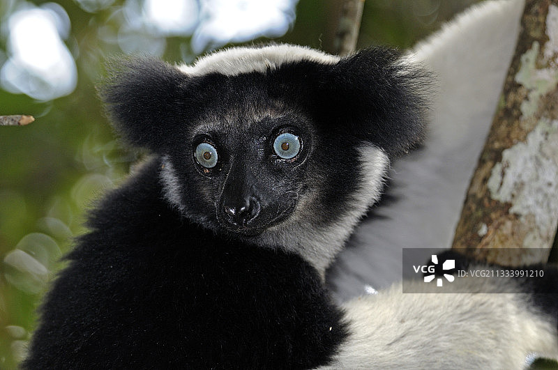 马达加斯加树上的狐猴肖像图片素材