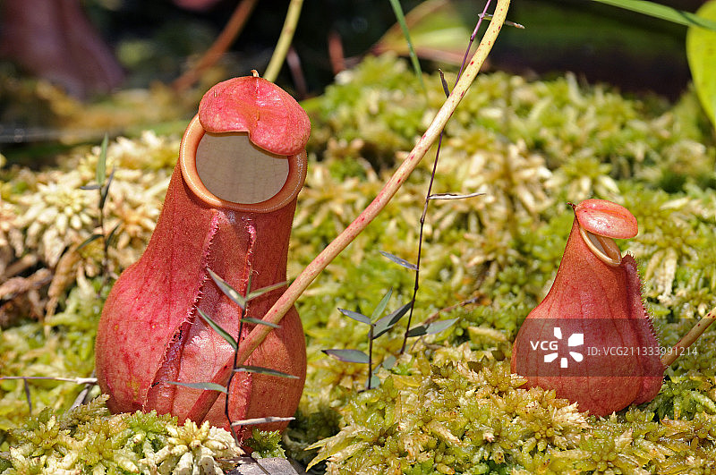 马达加斯加苔藓上的猪笼草图片素材