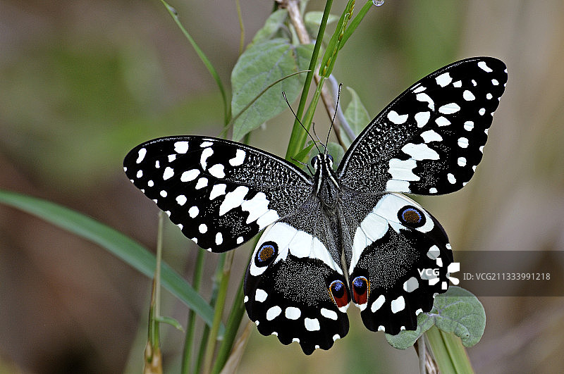 马达加斯加树叶上的蝴蝶图片素材