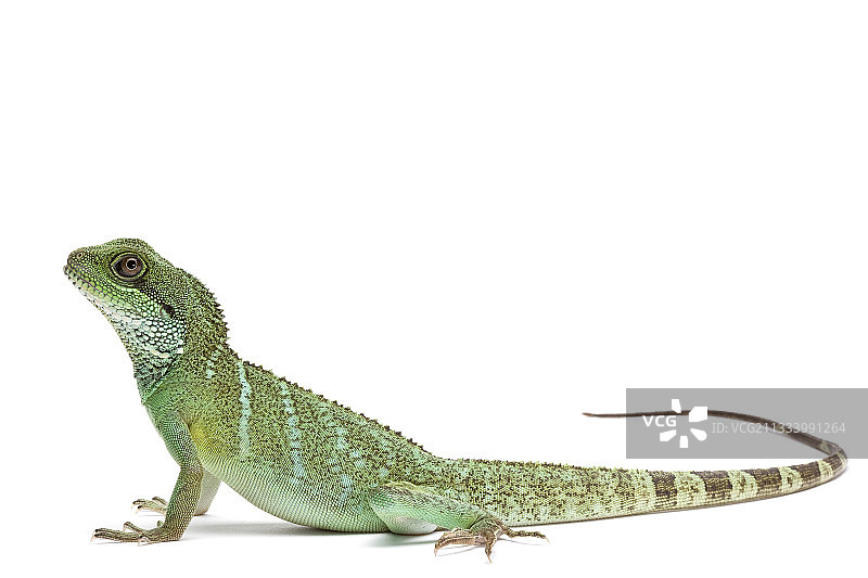 白色背景下的亚洲水龙（雄性）图片素材