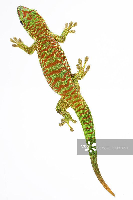 白色背景上的大日守宫图片素材