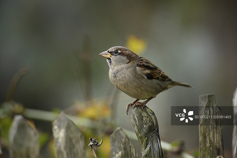 秋季荷兰的成年雄性家麻雀图片素材