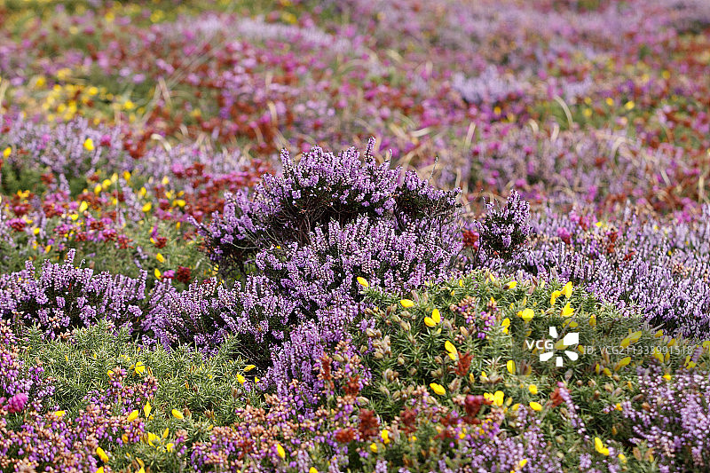 法国布列塔尼弗雷埃尔海岬的鲜花盛开的荒地图片素材