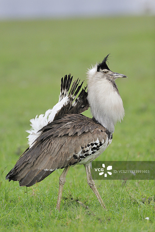 在肯尼亚马赛马拉国家保护区里昂首阔步的雄性柯利鸨图片素材