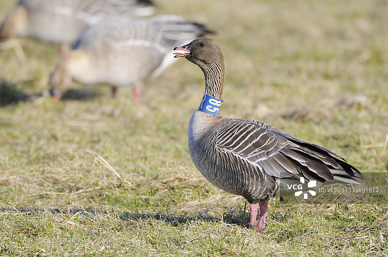 带有标记的豆雁，罗弗敦群岛，挪威图片素材