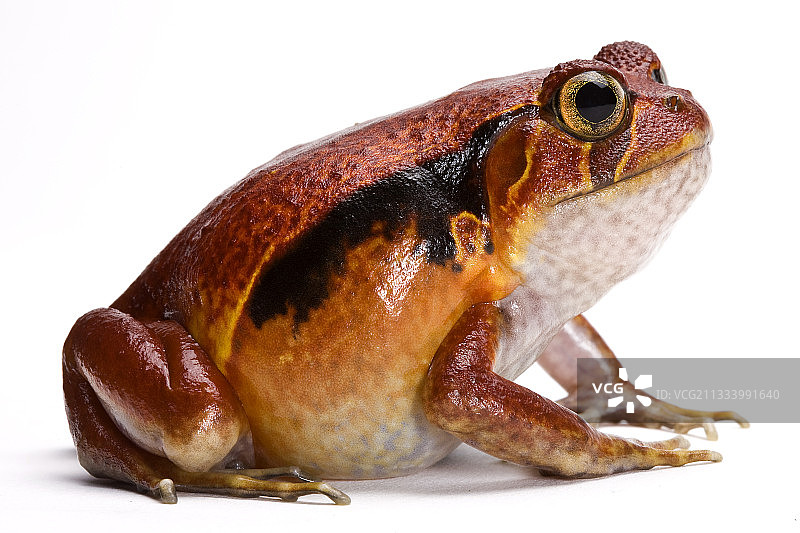 桑巴瓦番茄蛙，白色背景图片素材