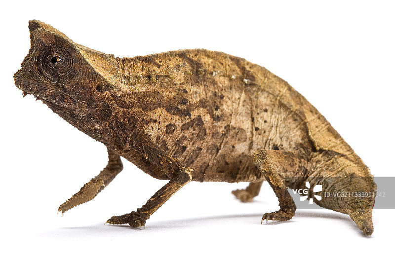 白色背景上的棕色叶变色龙图片素材