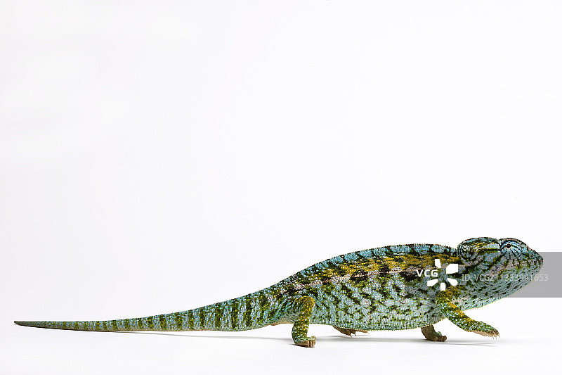 白色背景上的地毯变色龙图片素材