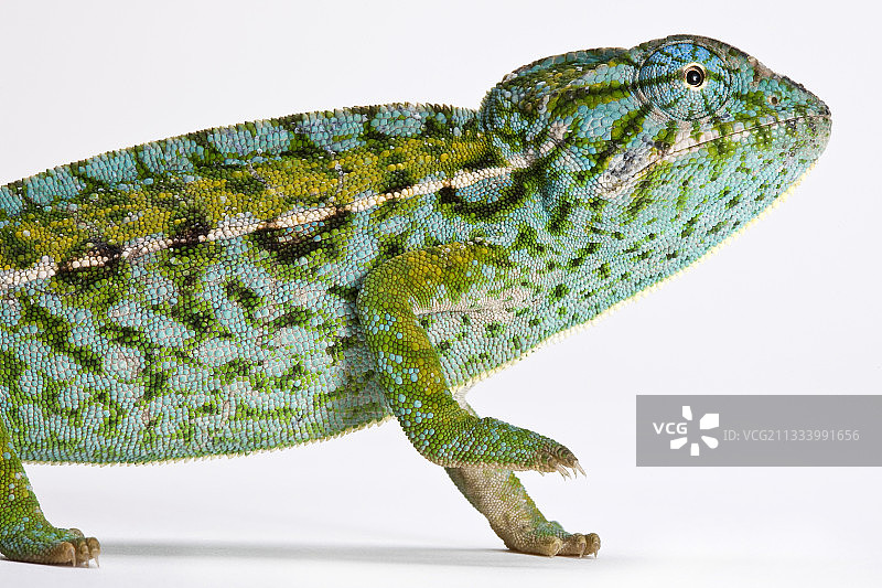 白色背景上的地毯变色龙图片素材