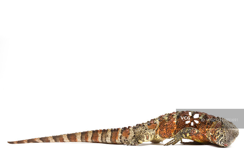 中国鳄蜥模拟死亡的防御姿态图片素材